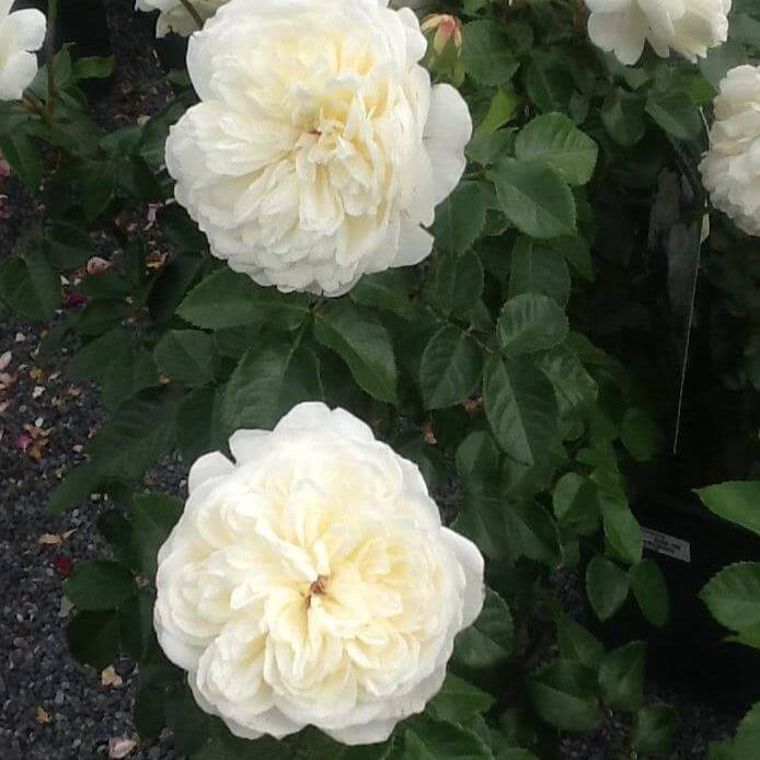 Tranquility Trandafir Englezesc Floribunda butași trandafiri de grădină