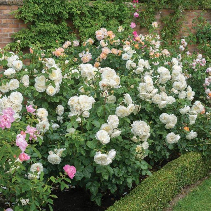 Tranquility Trandafir Englezesc Floribunda butași trandafiri de grădină