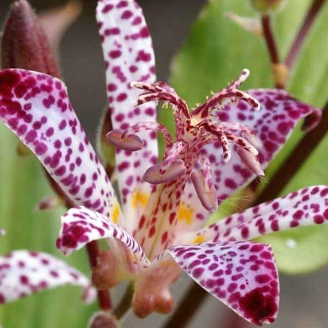 Tricyrtis Empress Perene butași trandafiri de grădină