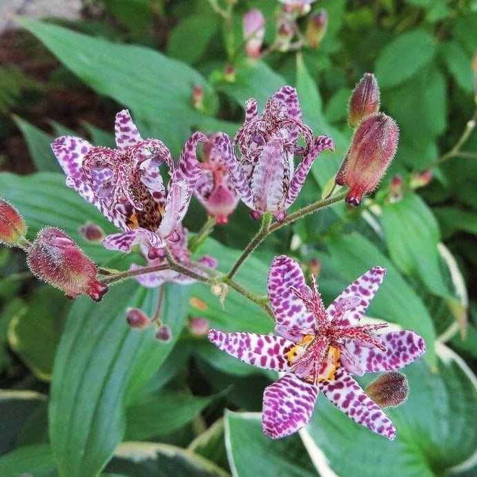 Tricyrtis Empress Perene butași trandafiri de grădină