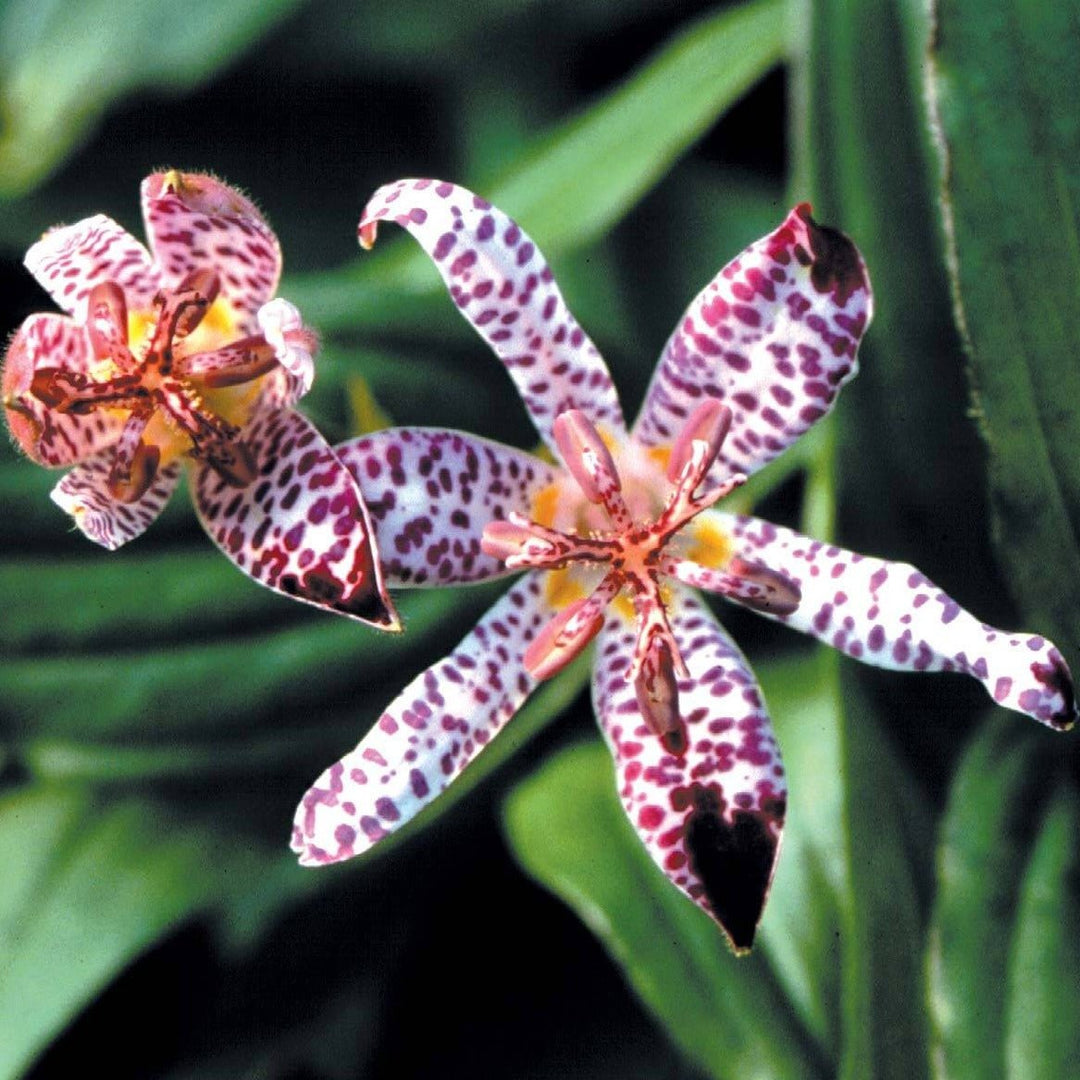 Tricyrtis Empress Perene butași trandafiri de grădină