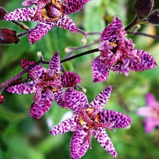 Tricyrtis Formosa Purple Beauty Perene butași trandafiri de grădină