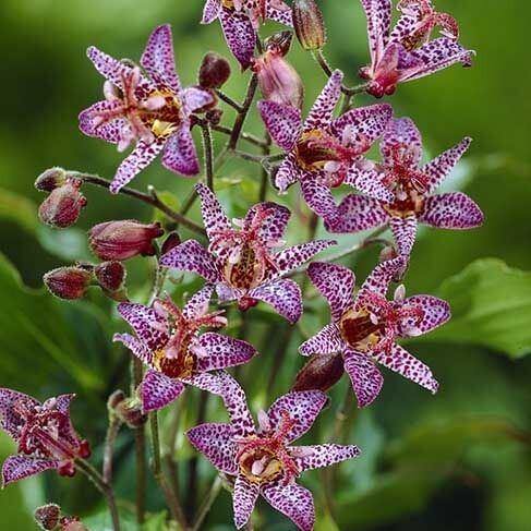 Tricyrtis Formosa Purple Beauty Perene butași trandafiri de grădină