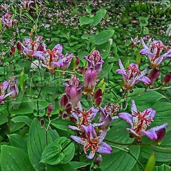 Tricyrtis Formosa Purple Beauty Perene butași trandafiri de grădină