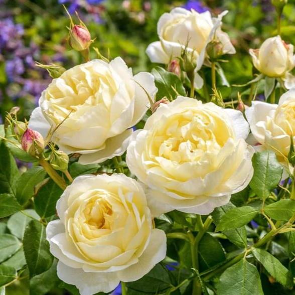 Vanessa Bell Trandafir Englezesc Floribunda butași trandafiri de grădină