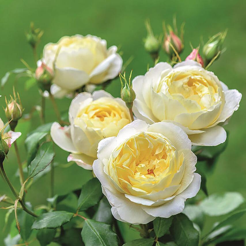 Vanessa Bell Trandafir Englezesc Floribunda butași trandafiri de grădină