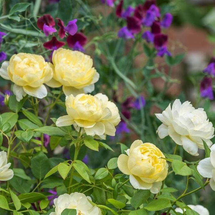 Vanessa Bell Trandafir Englezesc Floribunda butași trandafiri de grădină