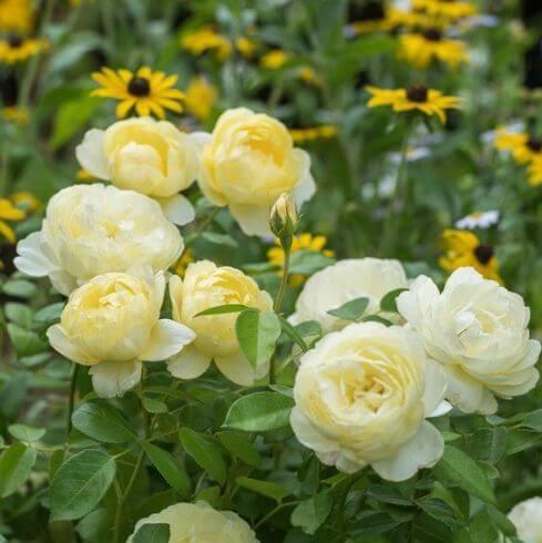 Vanessa Bell Trandafir Englezesc Floribunda butași trandafiri de grădină