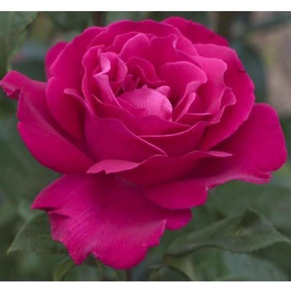 Velasquez Trandafir Teahibrid butași trandafiri de grădină