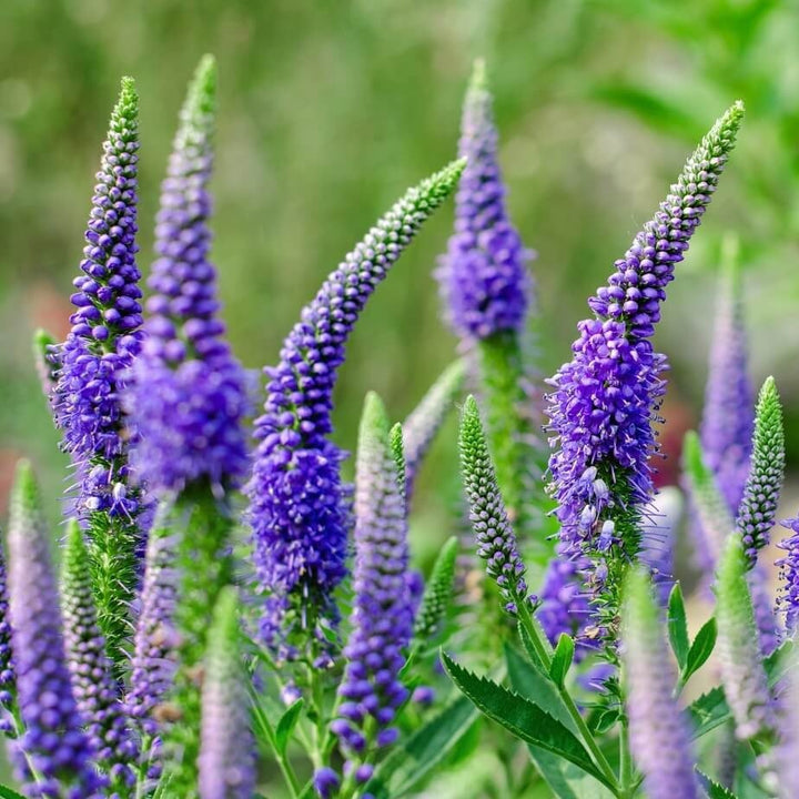 Veronica Spicata Ulster Blue Dwarf Plants butași trandafiri de grădină