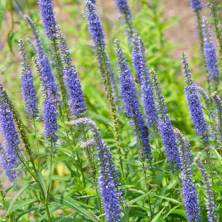Veronica Spicata Ulster Blue Dwarf Plants butași trandafiri de grădină