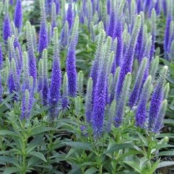 Veronica Spicata Ulster Blue Dwarf Plants butași trandafiri de grădină