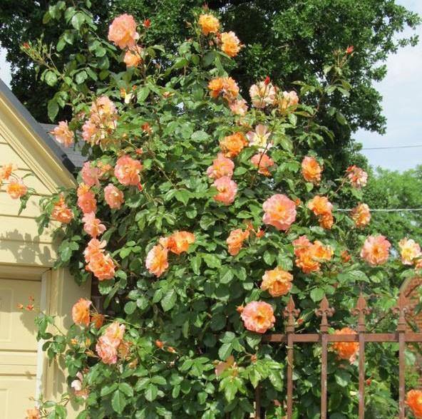 Westerland Trandafir Cățărător Urcător butași trandafiri de grădină