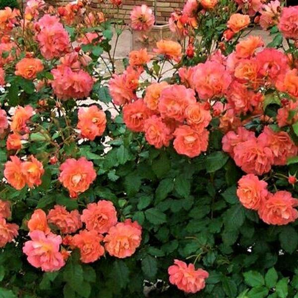 Westerland Trandafir Cățărător Urcător butași trandafiri de grădină