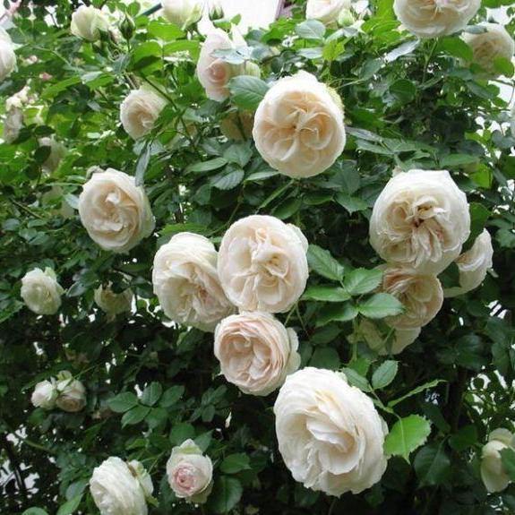 White Eden Rose (Palais Royal) Trandafir Cățărător Urcător butași trandafiri de grădină