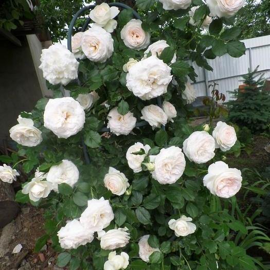 White Eden Rose (Palais Royal) Trandafir Cățărător Urcător butași trandafiri de grădină