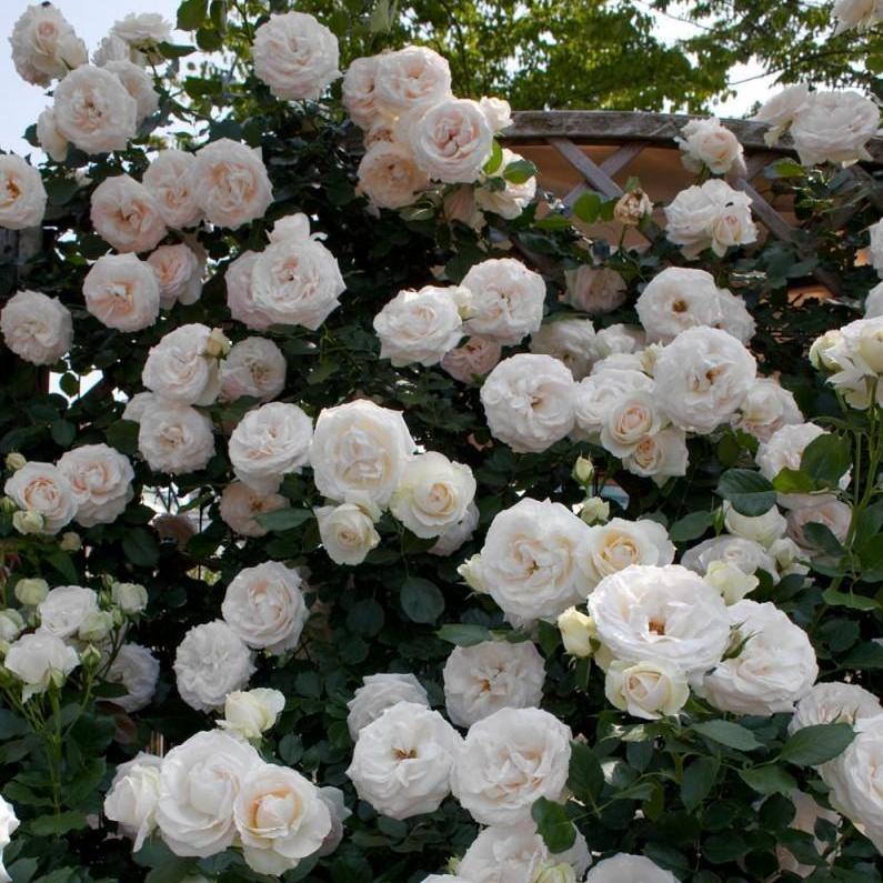 White Eden Rose (Palais Royal) Trandafir Cățărător Urcător butași trandafiri de grădină