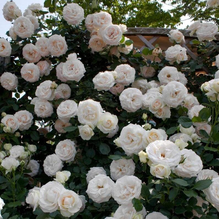 White Eden Rose (Palais Royal) Trandafir Cățărător Urcător butași trandafiri de grădină