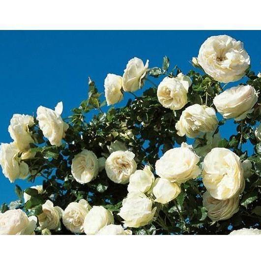 White Eden Rose (Palais Royal) Trandafir Cățărător Urcător butași trandafiri de grădină