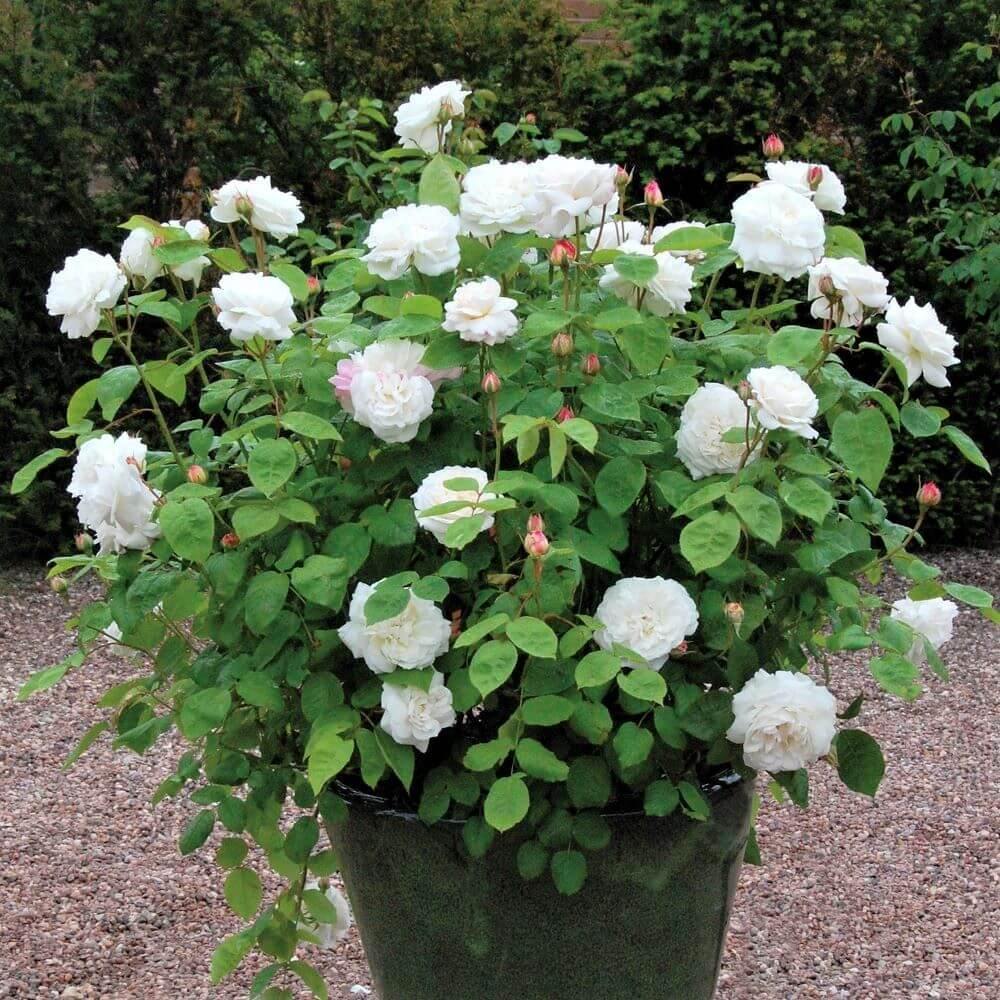 Winchester Cathedral Butasi trandafiri de gradina butași trandafiri de grădină