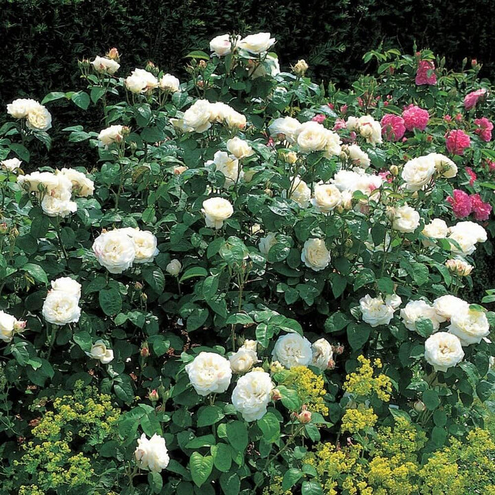 Winchester Cathedral Butasi trandafiri de gradina butași trandafiri de grădină