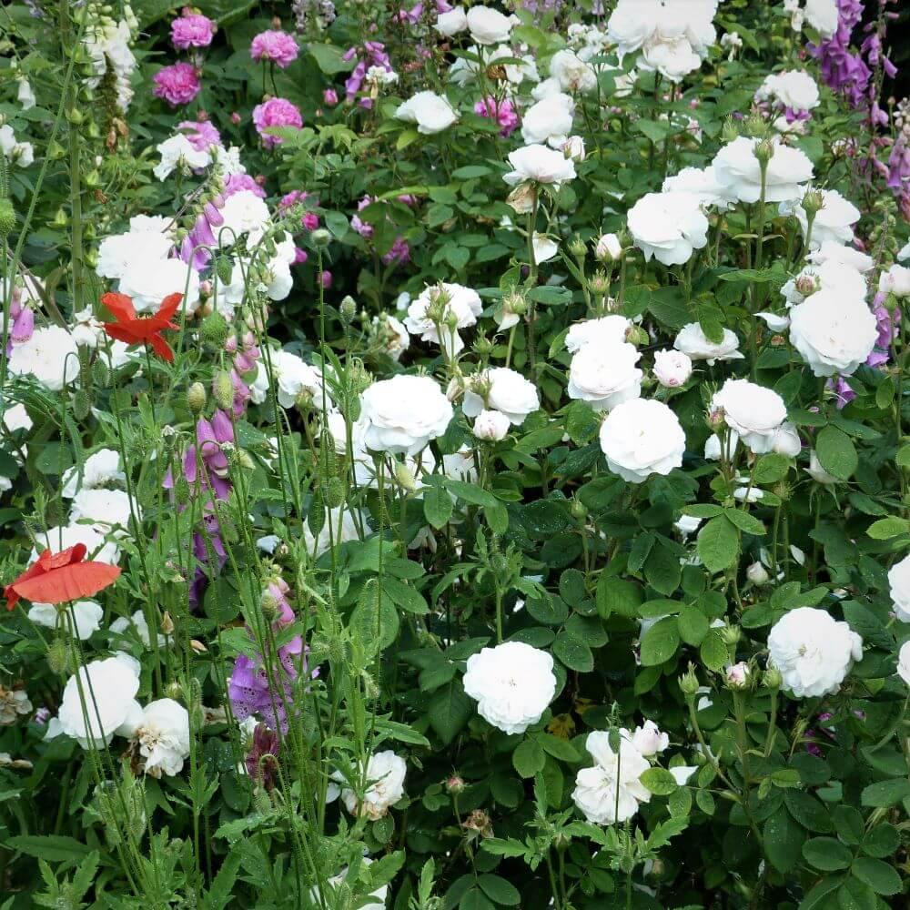 Winchester Cathedral Butasi trandafiri de gradina butași trandafiri de grădină