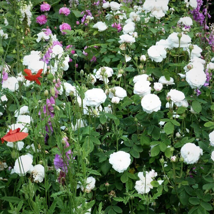 Winchester Cathedral Butasi trandafiri de gradina butași trandafiri de grădină