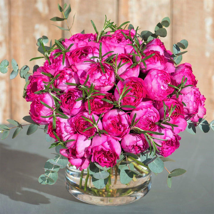 Yves Piaget Butasi trandafiri de gradina butași trandafiri de grădină