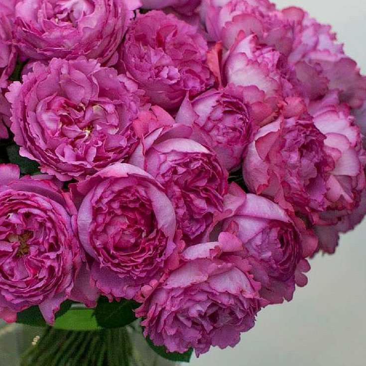 Yves Piaget Butasi trandafiri de gradina butași trandafiri de grădină