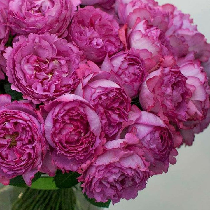 Yves Piaget Butasi trandafiri de gradina butași trandafiri de grădină