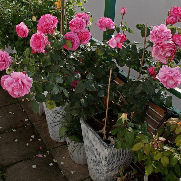 Yves Piaget Butasi trandafiri de gradina butași trandafiri de grădină