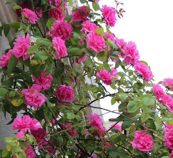 Zephirine Drouhin Trandafir Cățărător Urcător butași trandafiri de grădină