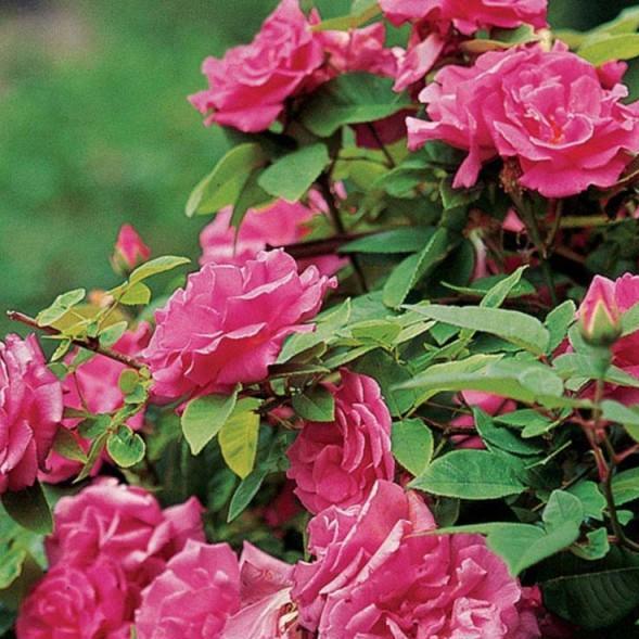 Zephirine Drouhin Trandafir Cățărător Urcător butași trandafiri de grădină