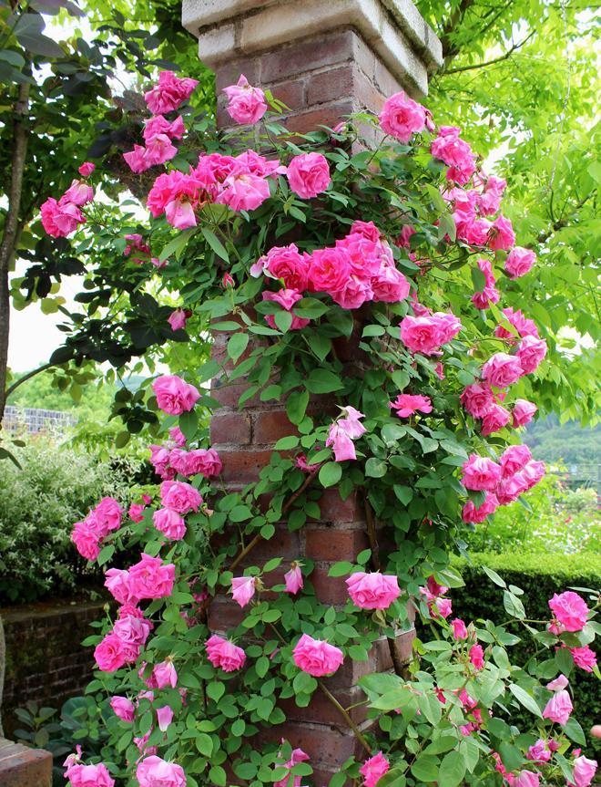 Zephirine Drouhin Trandafir Cățărător Urcător butași trandafiri de grădină