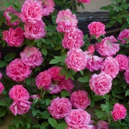 Zephirine Drouhin Trandafir Cățărător Urcător butași trandafiri de grădină