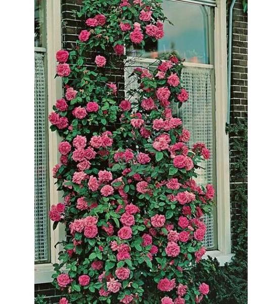 Zephirine Drouhin Trandafir Cățărător Urcător butași trandafiri de grădină