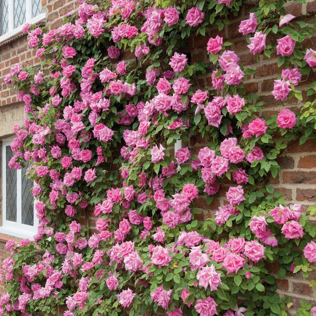 Zephirine Drouhin Trandafir Cățărător Urcător butași trandafiri de grădină