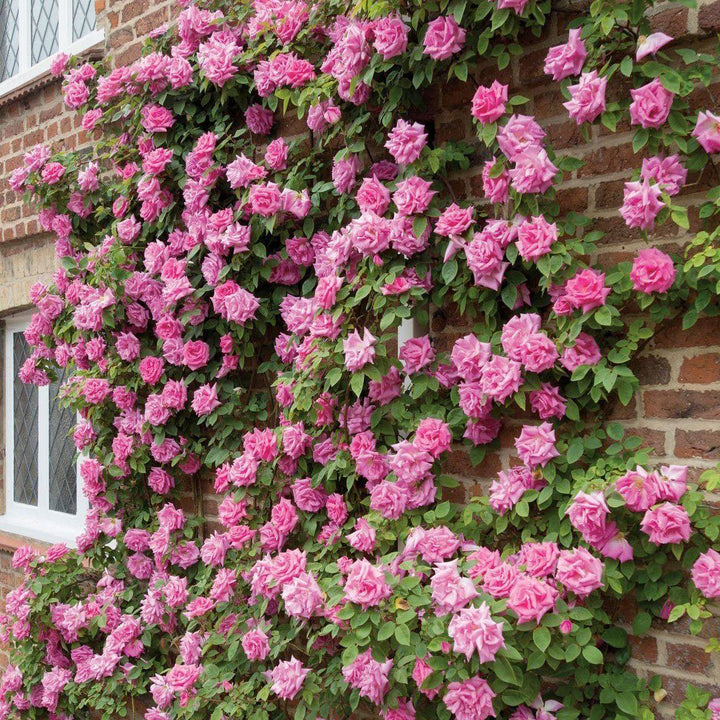 Zephirine Drouhin Trandafir Cățărător Urcător butași trandafiri de grădină