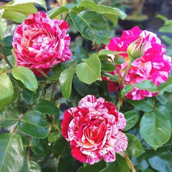 Abracadabra ® Trandafir Floribunda butaşi trandafiri de grădină în ghiveci sau rădăcină liberă
