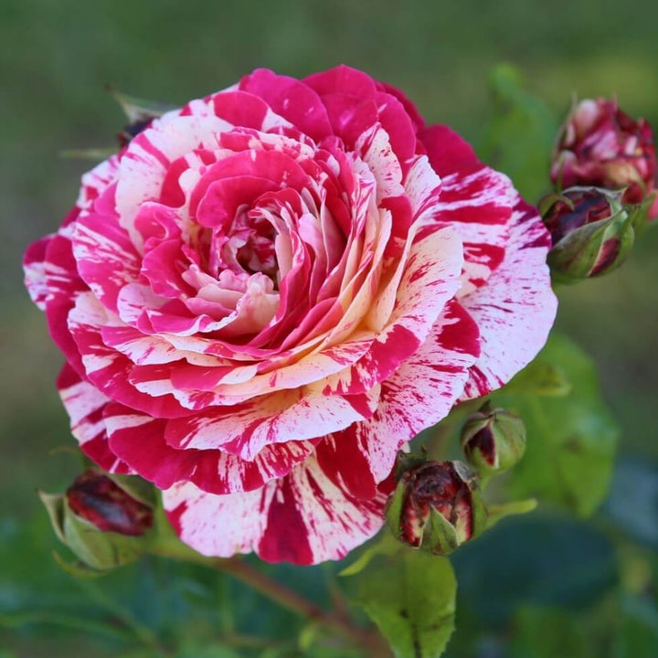 Abracadabra ® Trandafir Floribunda butaşi trandafiri de grădină în ghiveci sau rădăcină liberă