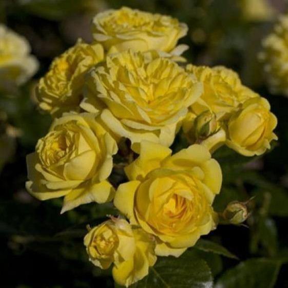 Anny Duperey ( Yellow Meilove ) ® Trandafir Floribunda butaşi trandafiri de grădină în ghiveci sau rădăcină liberă