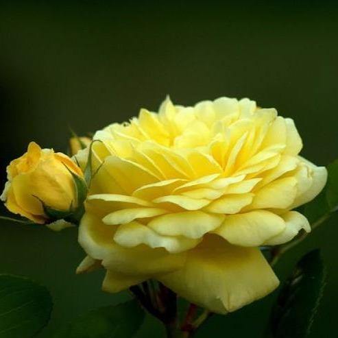 Anny Duperey ( Yellow Meilove ) ® Trandafir Floribunda butaşi trandafiri de grădină în ghiveci sau rădăcină liberă