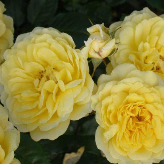 Anny Duperey ( Yellow Meilove ) ® Trandafir Floribunda butaşi trandafiri de grădină în ghiveci sau rădăcină liberă