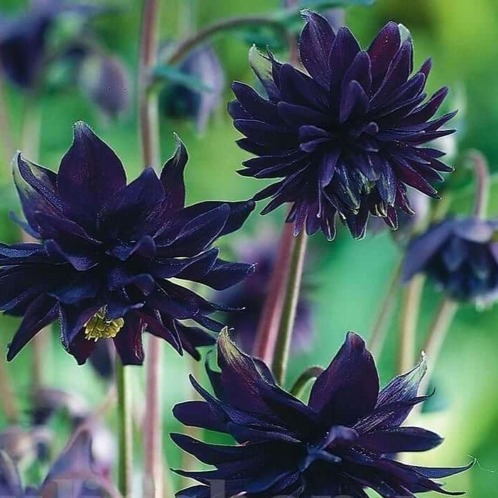 Aquilegia : BLACK BARLOW Perene butaşi trandafiri de grădină în ghiveci sau rădăcină liberă