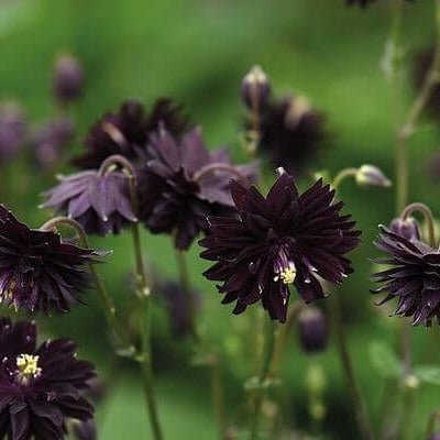 Aquilegia : BLACK BARLOW Perene butaşi trandafiri de grădină în ghiveci sau rădăcină liberă
