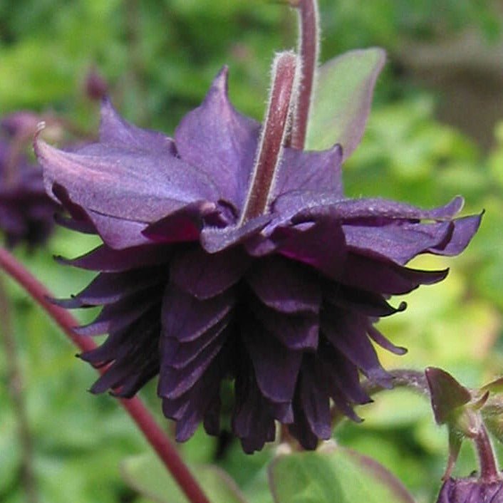 Aquilegia : BLACK BARLOW Perene butaşi trandafiri de grădină în ghiveci sau rădăcină liberă