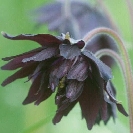 Aquilegia : BLACK BARLOW Perene butaşi trandafiri de grădină în ghiveci sau rădăcină liberă