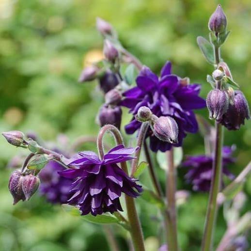 Aquilegia vulgaris: BLUE BARLOW butaşi trandafiri de grădină în ghiveci sau rădăcină liberă