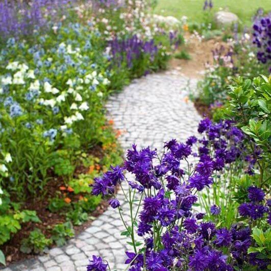 Aquilegia vulgaris: BLUE BARLOW butaşi trandafiri de grădină în ghiveci sau rădăcină liberă