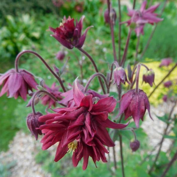 Aquilegia vulgaris: RUBY PORT butaşi trandafiri de grădină în ghiveci sau rădăcină liberă